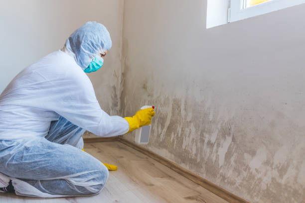 Licensed Commercial Mold Remediation service in Freeburg, IL - WQB Mold Removal