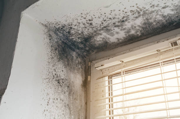 Affordable Commercial Mold Remediation solutions in Freeburg, IL